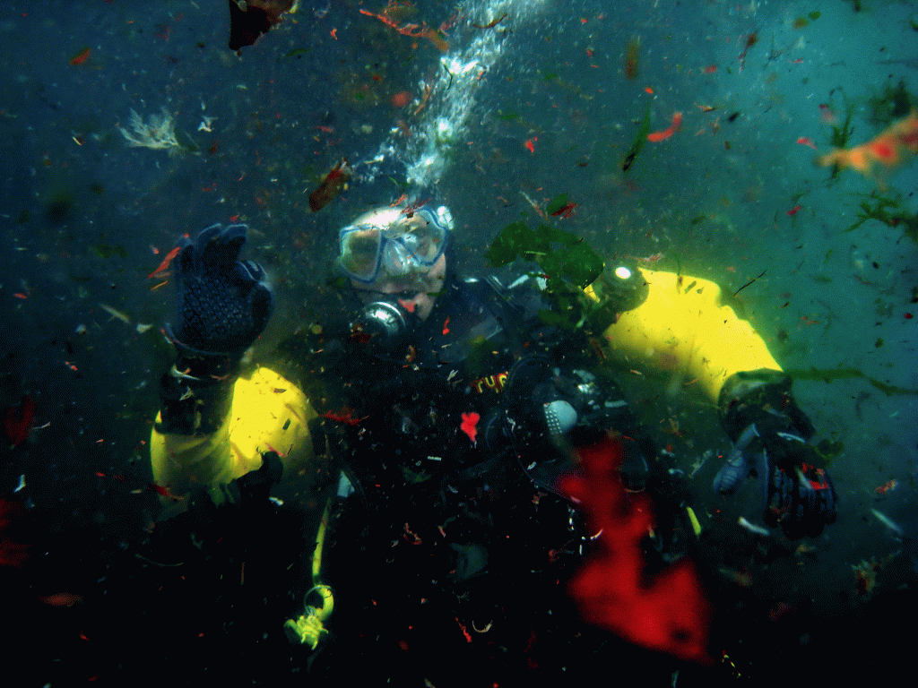 Seaweed diving in Akkersvík at Hvítanes