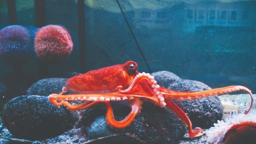 Learn About Life in the North Atlantic