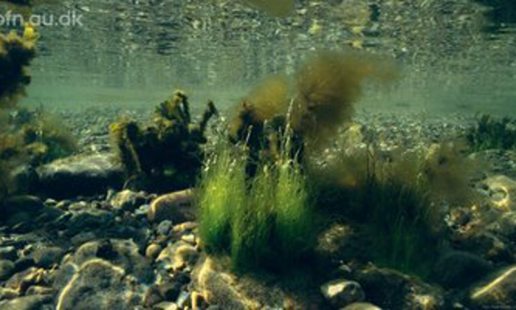 The Collapse of the Sea and the Way Back