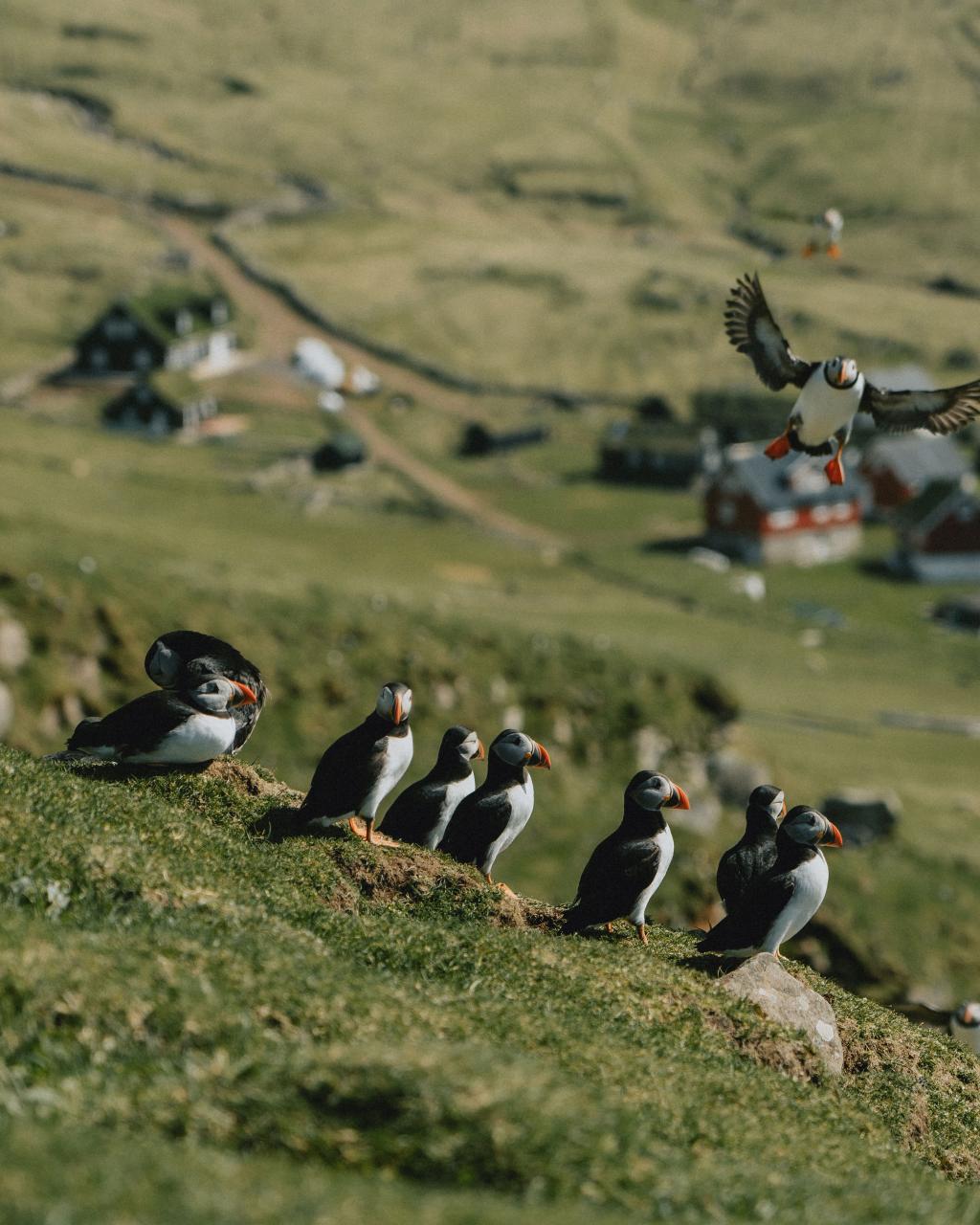 Puffins with Mykines Village in the background