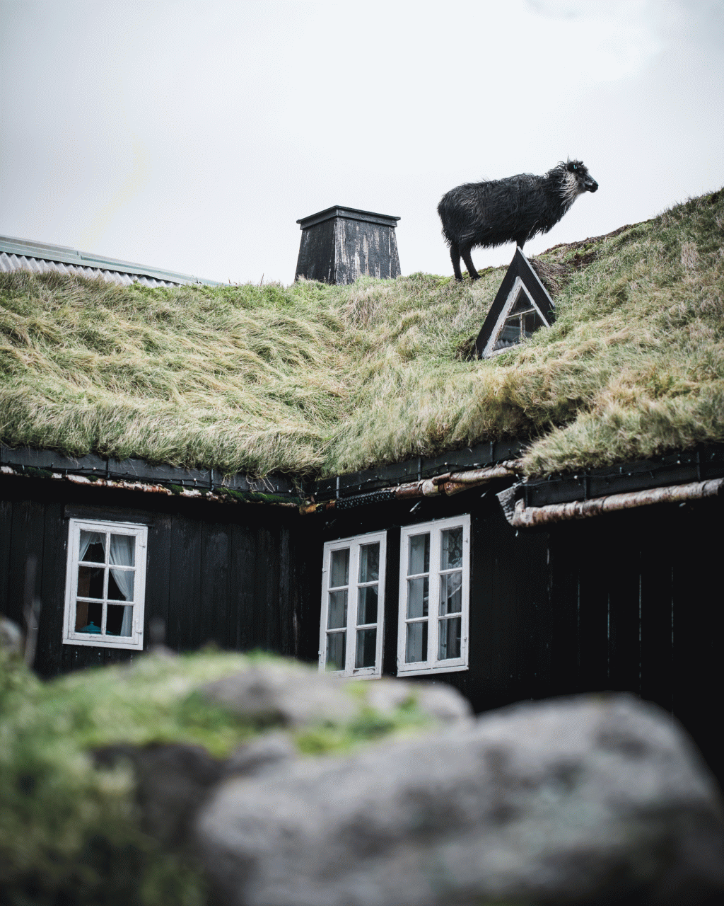 Faroese sheep on a grass roofed house in the Faroe Islands