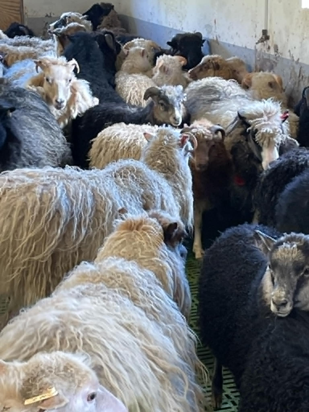 Sheep Herding - Day Event