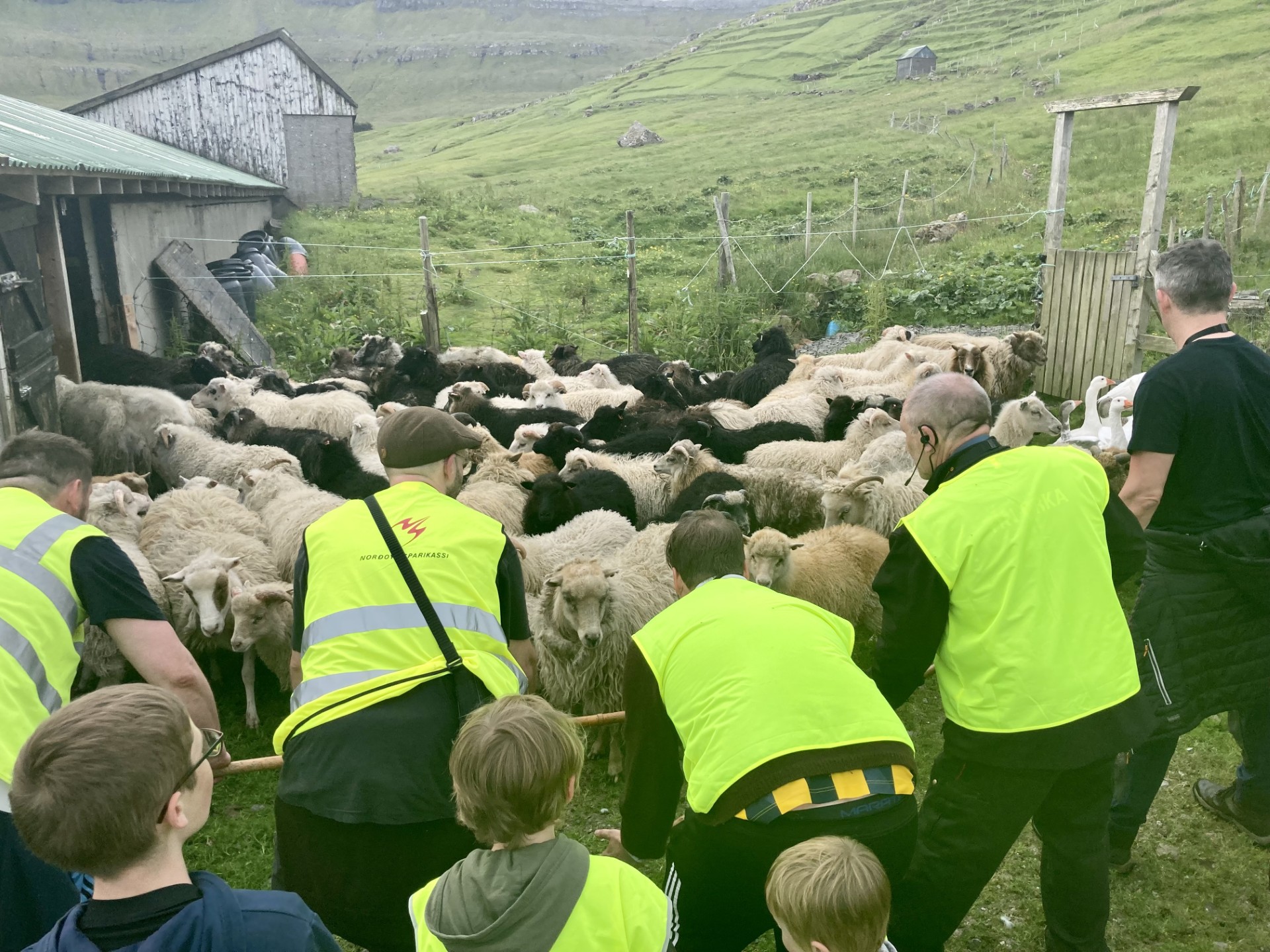 Sheep herding