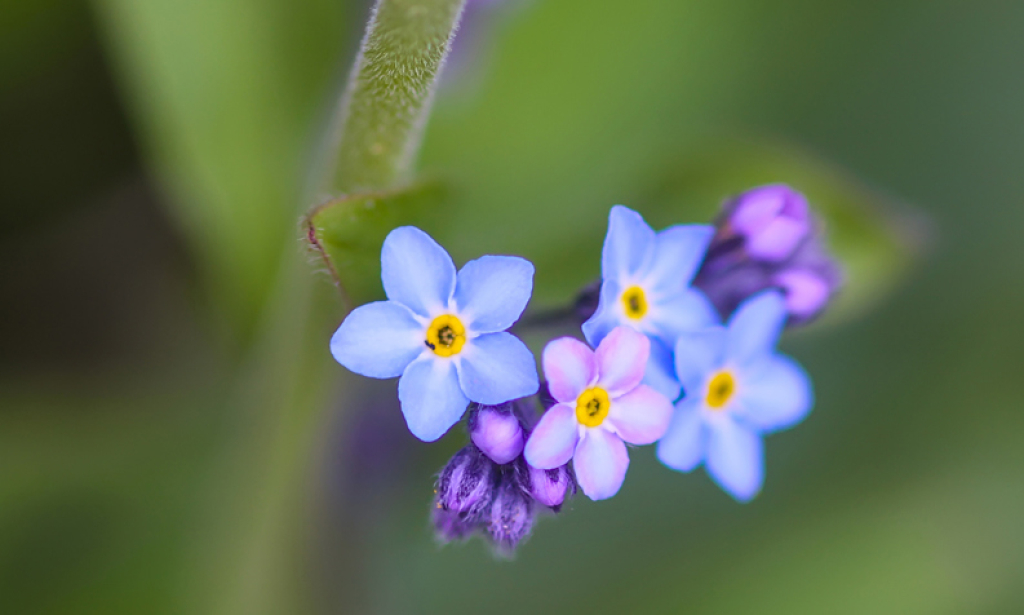The Faroese Alzheimer Association's 25th Anniversary Celebration