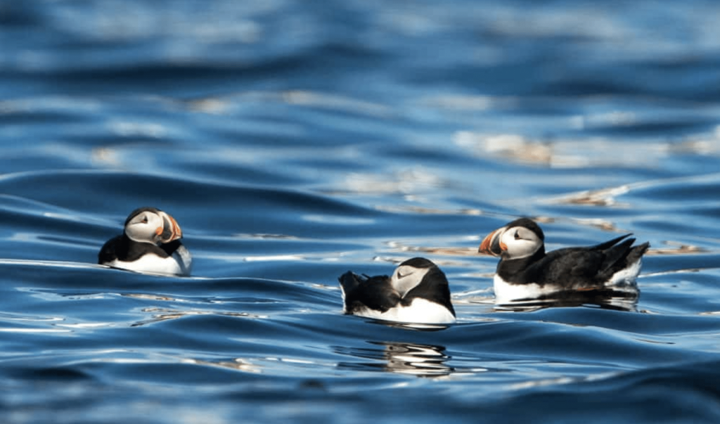 Puffin boat excursion