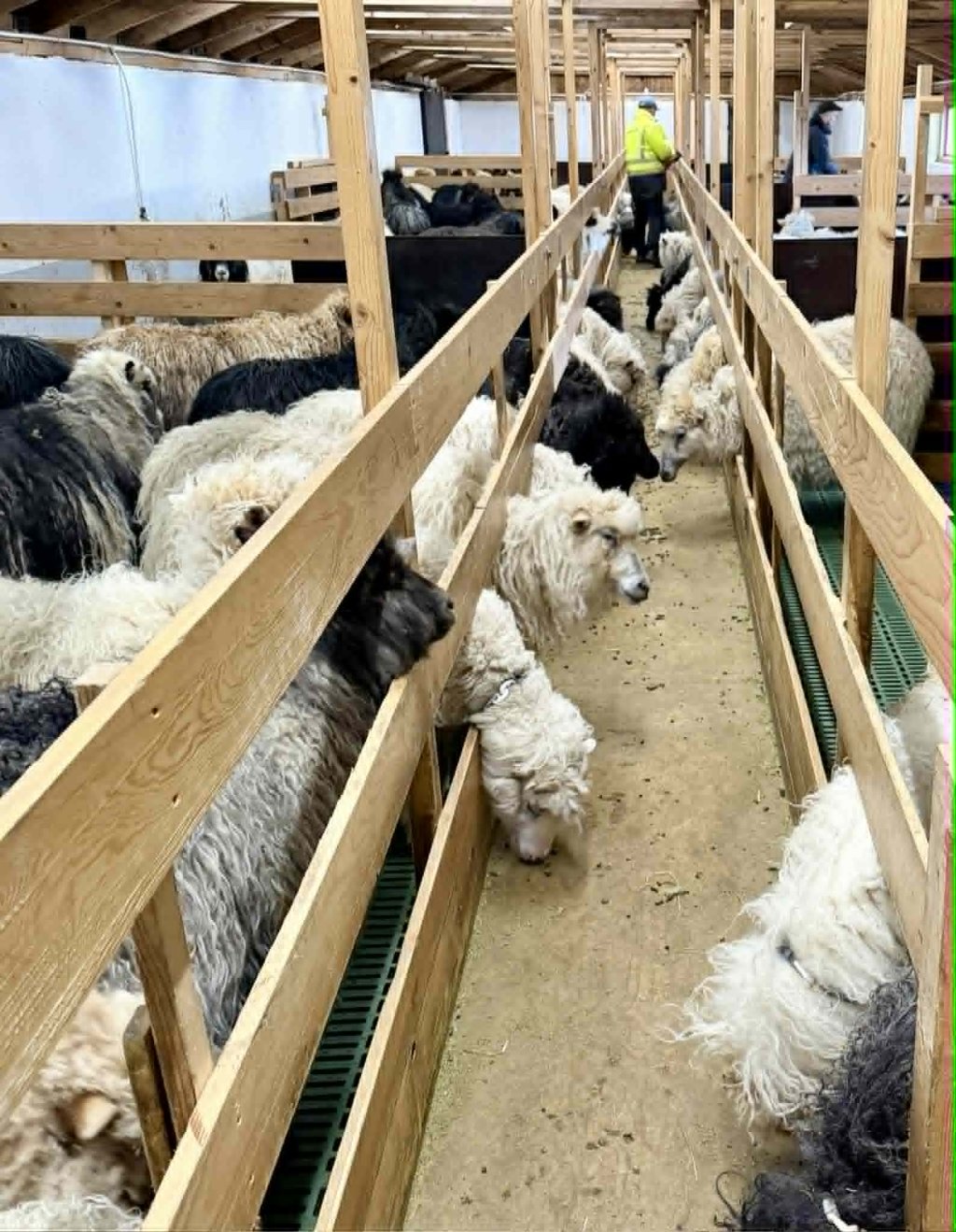 Visit the sheep shed
