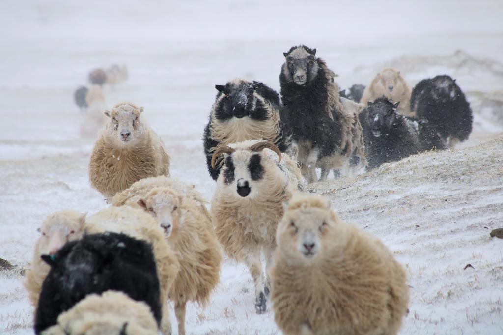 Shepherdess Tour