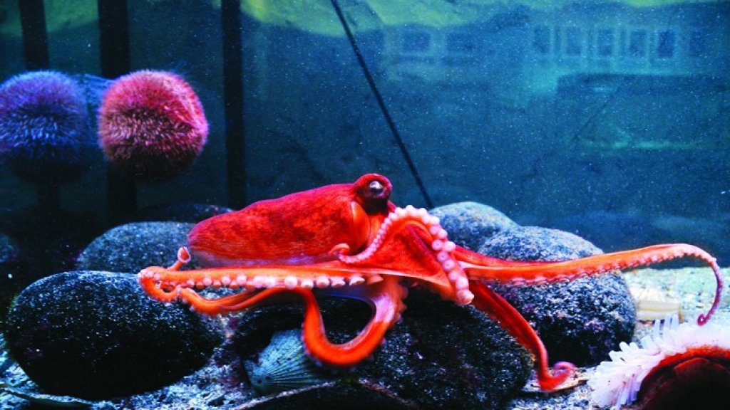 The Aquarium at ólavsøka
