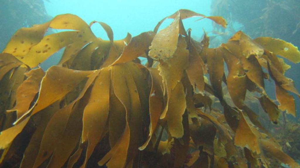 Sea weed - a faroese superfood