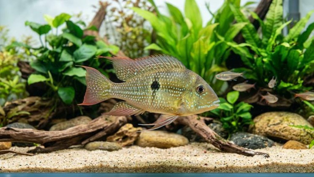 Akvariuframsýning og fiskibrunnur